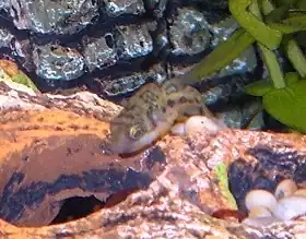 Baiacu anãoCarinotetraodon travancorius