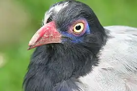 Carpococcyx renauldi