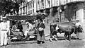 Carro de bois em frente à Sé e ao Banco Nacional Ultramarino, c. 1935.