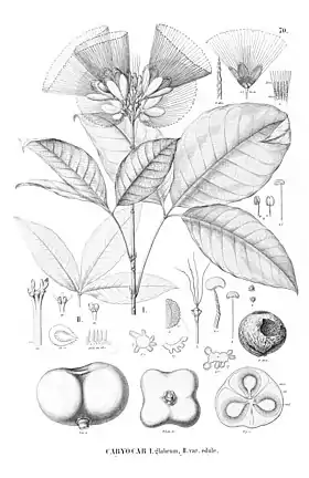 Ilustração de Caryocar glabrum