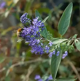 Caryopteris clandonensis