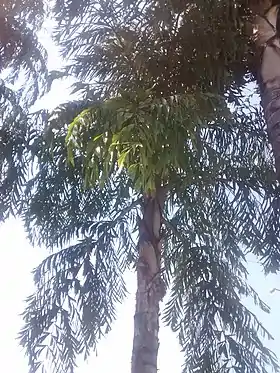 C. urens da Casa do Lago.