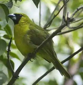 Caryothraustes poliogaster