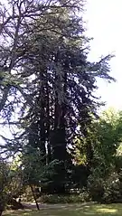 Eucalipto no Jardim Inglês