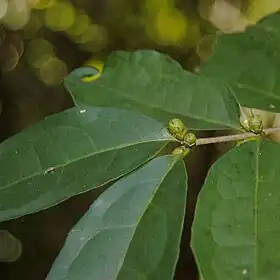 Folhagem e frutos imaturos de Cassipourea guianensis.