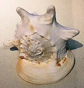 Vista frontal da concha de C. cornuta, espécime coletado no golfo de Tonquim pelo Museu de História Natural de Guangxi, em exposição no Museu de História Natural de Pequim (China).