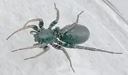 Zora pumila (fêmea, 1 cm, capturada 36° N 80° W)