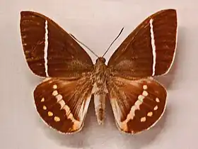 Amauta cacica