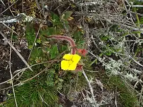 Castratella piloselloides