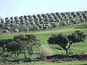 Azinheiras e oliveiras