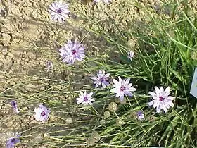 Catananche caerulea