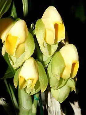 Catasetum macrocarpum