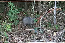 Cateto Parque Estadual do Prosa