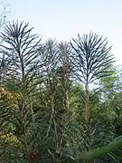 Cathaya argyrophylla