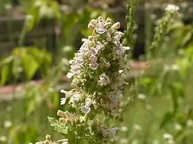 Nepeta cataria (flores)
