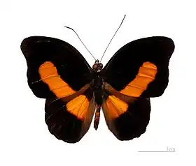 Macho de C. acontius, visto de cima