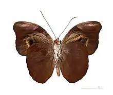 Borboleta neotropical Catonephele acontius, cujos órgãos de androcônia assumem a forma de tufos na face inferior de suas asas anteriores.