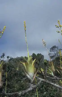 Catopsis berteroniana