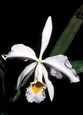 Cattleya wallisii.