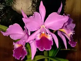 Cattleya labiata Lindl 1821