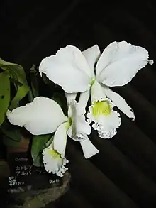 Cattleya labiata var. alba "Sonia"