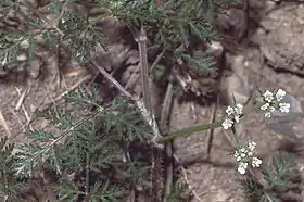 Caucalis platycarpos