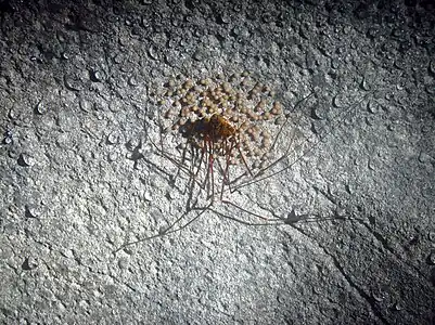 Opilião protegendo os ovos