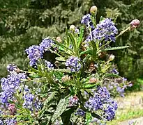 Ceanothus papillosus var. 'roweanus' no Regional Parks Botanic Garden, Berkeley, Califórnia.