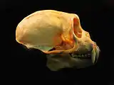 Crânio de Cebus olivaceus, vista lateral.