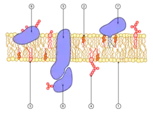 Representação esquemática de uma membrana celular