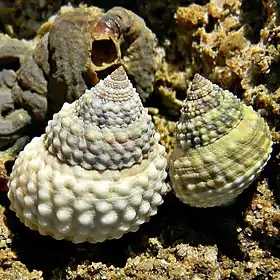 Duas conchas, com o animal, de C. muricatus (Linnaeus, 1758); em North Palm Beach, Flórida, Estados Unidos.