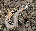 Escolopendra (Myriapoda, Chilopoda).