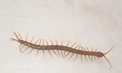 lacraia - exemplar com cerca de 14,5cm de comprimento.