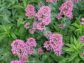 Centranthus ruber