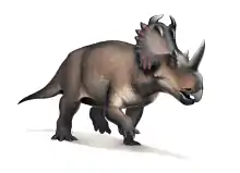 Centrosaurus apertus