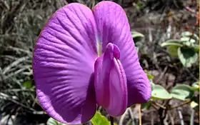 Centrosema pubescens Benth