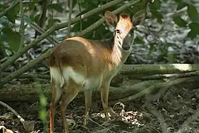 Duiker-de-ader em Zanzibar, Tanzânia