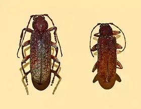 Cotyachryson philippii