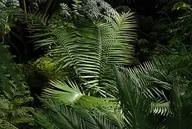 Ceratozamia mexicana