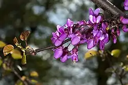 Cercis siliquastrum.