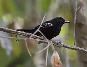 Chororó-de-goiás, macho, na Estação Ecológica Canguçu, Pium, Tocantins, Brasil.