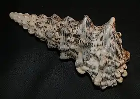 Um espécime de Cerithium nodulosum Bruguière, 1792 coletado nas Filipinas; uma espécie de Cerithiidae do Indo-Pacífico cuja concha ultrapassa os 10 centímetros de comprimento, sendo popular entre os colecionadores.