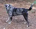 Catahoula cur merle