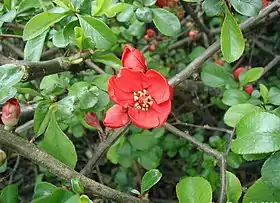 Chaenomeles japonica