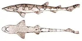 Scyliorhinus retifer