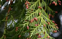 Inflorescências femininas de Chamaecyparis lawsoniana.