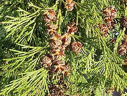Chamaecyparis lawsoniana (folhagem).