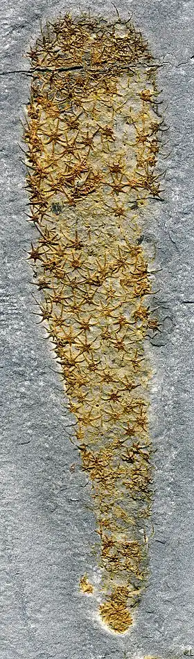 Chancelloria eros do Cambriano Médio do Condado de Millard, Utah