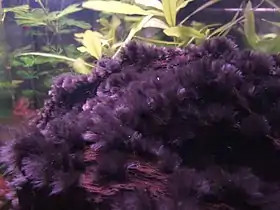 Chantransja sp. (Batrachospermales)