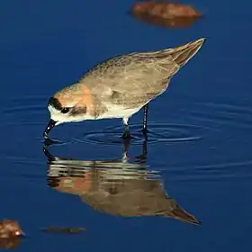 Charadrius alticola em Salar de Atacama, Região de Antofagasta, Chile
